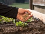 بذر ازاد